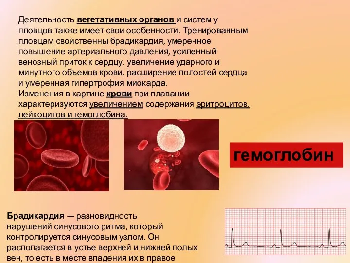 Деятельность вегетативных органов и систем у пловцов также имеет свои особенности.