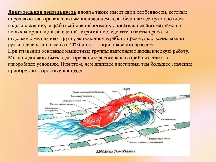 Двигательная деятельность пловца также имеет свои особеннос­ти, которые определяются горизонтальным положением