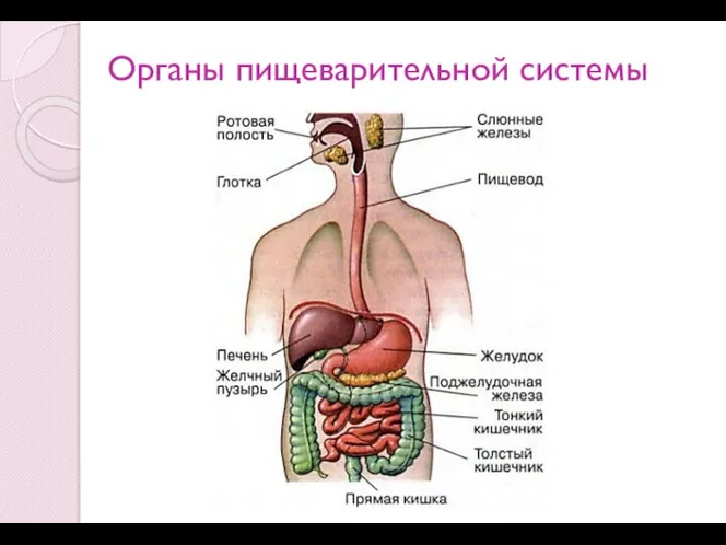 Органы пищеварительной системы