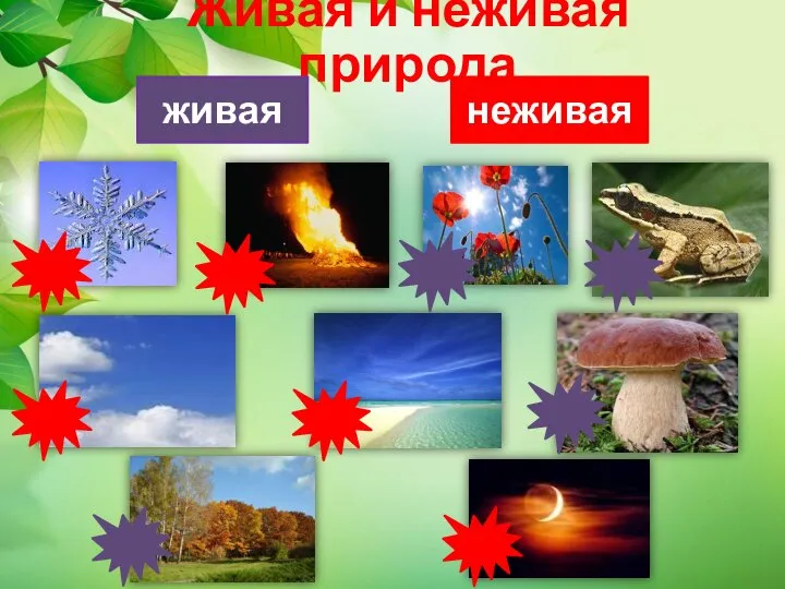 Живая и неживая природа живая неживая