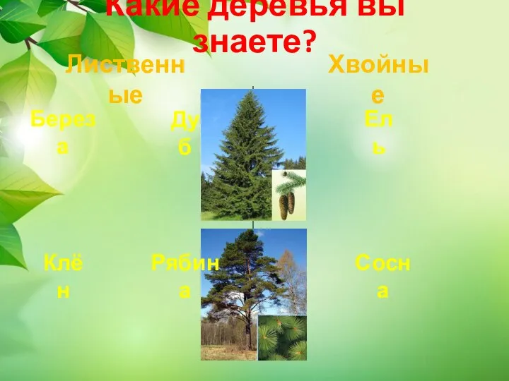 Какие деревья вы знаете? Лиственные Хвойные Береза Дуб Клён Ель Сосна Рябина