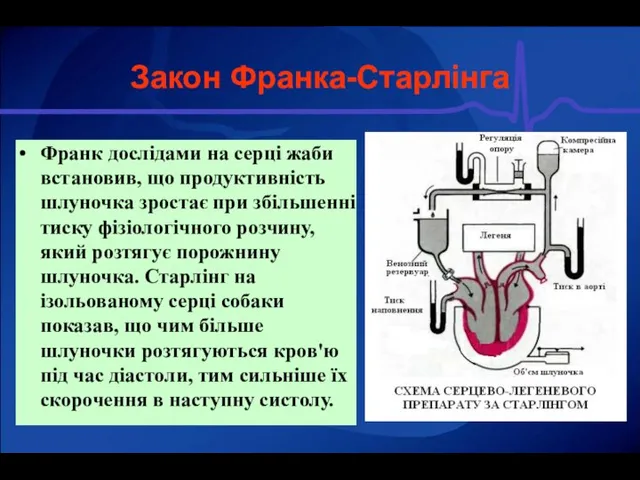 Франк дослідами на серці жаби встановив, що продуктивність шлуночка зростає при