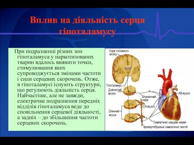 Вплив на діяльність серця гіпоталамусу При подразненні різних зон гіпоталамуса у