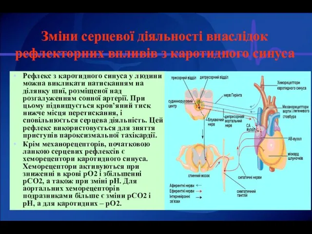 Рефлекс з каротидного синуса у людини можна викликати натисканням на ділянку