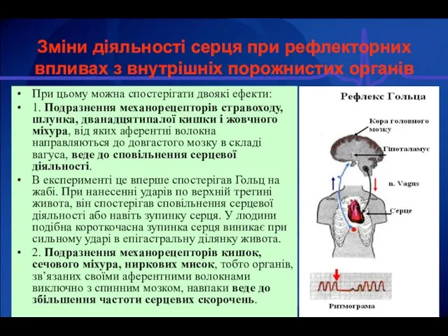 Зміни діяльності серця при рефлекторних впливах з внутрішніх порожнистих органів При