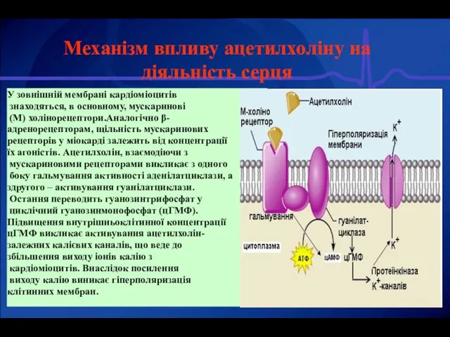 Механізм впливу ацетилхоліну на діяльність серця У зовнішній мембрані кардіоміоцитів знаходяться,