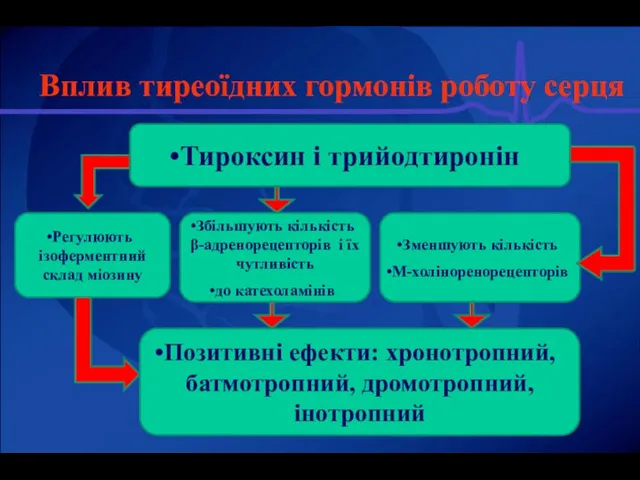 Вплив тиреоїдних гормонів роботу серця Зменшують кількість М-холіноренорецепторів Збільшують кількість β-адренорецепторів