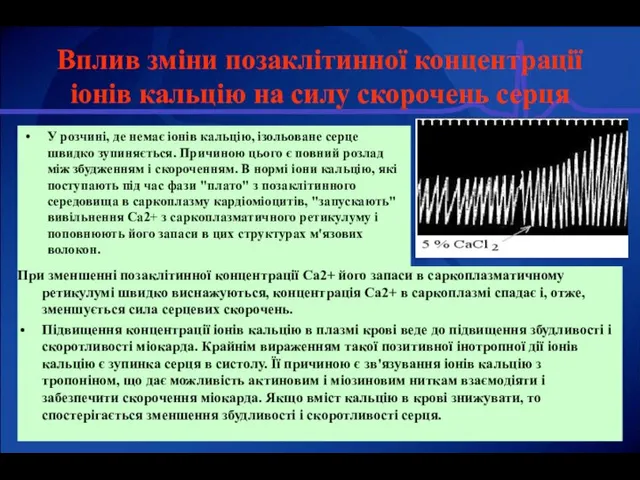 Вплив зміни позаклітинної концентрації іонів кальцію на силу скорочень серця У