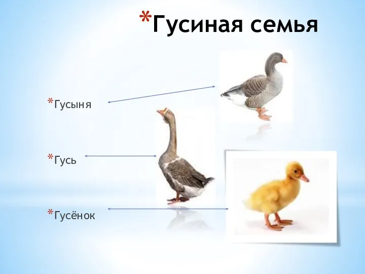 Гусиная семья Гусыня Гусь Гусёнок