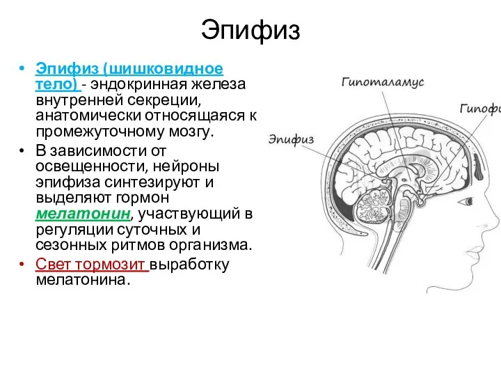 Эпифиз Эпифиз (шишковидное тело) - эндокринная железа внутренней секреции, анатомически относящаяся