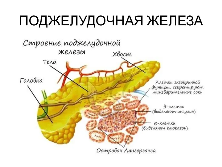 ПОДЖЕЛУДОЧНАЯ ЖЕЛЕЗА