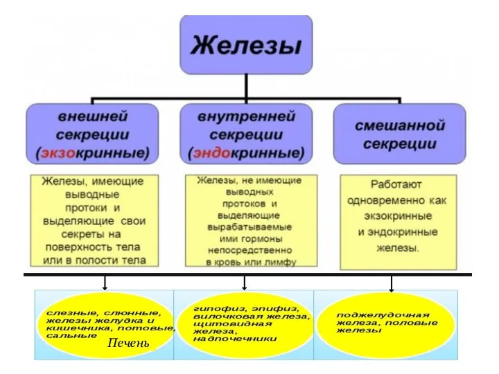 Печень