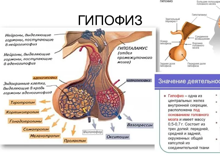 ГИПОФИЗ