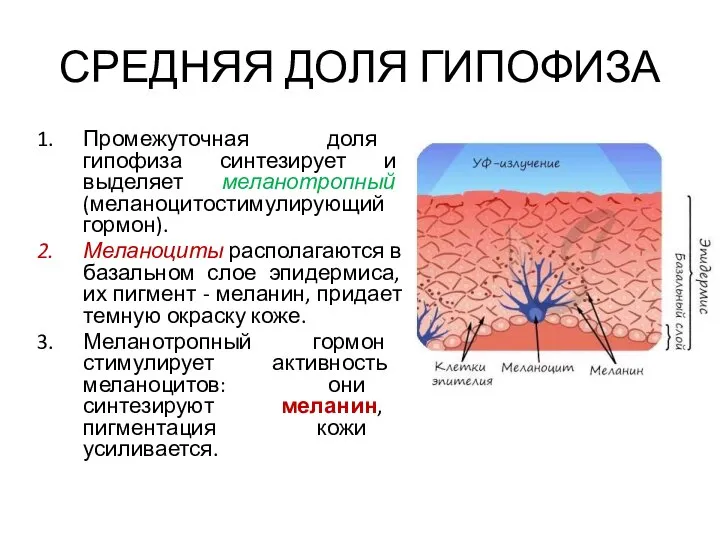 СРЕДНЯЯ ДОЛЯ ГИПОФИЗА Промежуточная доля гипофиза синтезирует и выделяет меланотропный (меланоцитостимулирующий