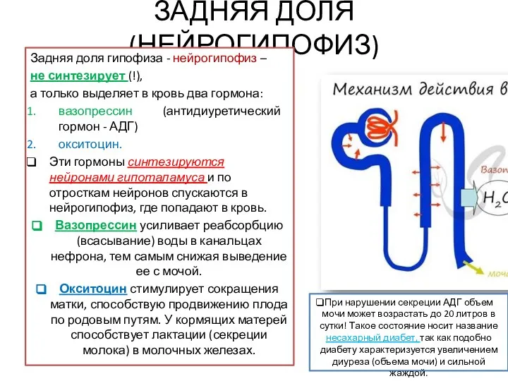 ЗАДНЯЯ ДОЛЯ (НЕЙРОГИПОФИЗ) Задняя доля гипофиза - нейрогипофиз – не синтезирует