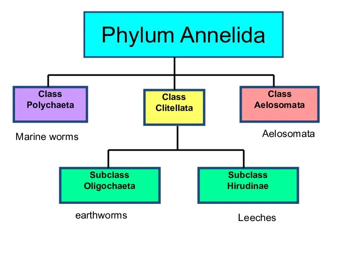 Phylum Annelida Subclass Oligochaeta Class Polychaeta Class Clitellata Class Aelosomata Marine