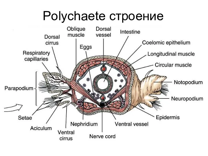 Polychaete строение