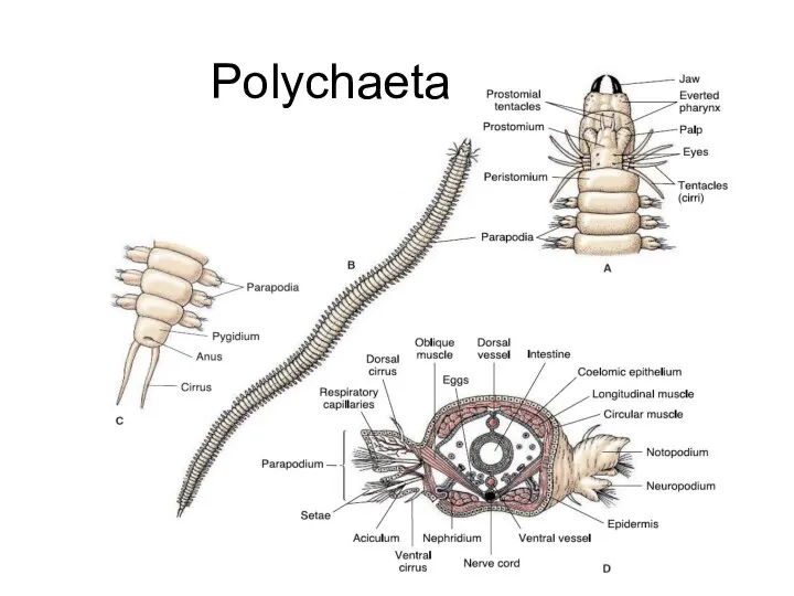 Polychaeta