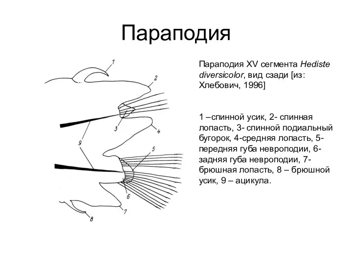 Параподия Параподия XV сегмента Hediste diversicolor, вид сзади [из: Хлебович, 1996]
