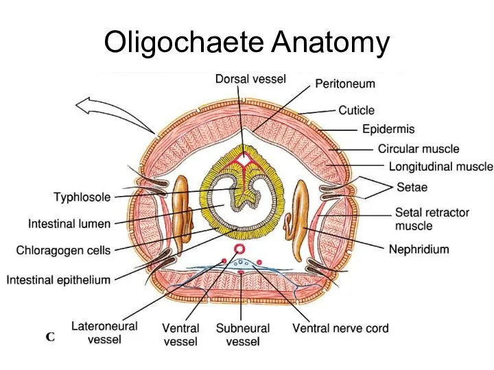 Oligochaete Anatomy