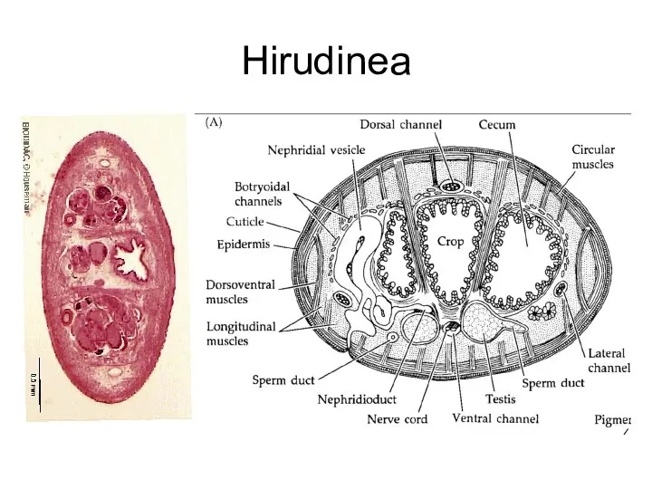 Hirudinea