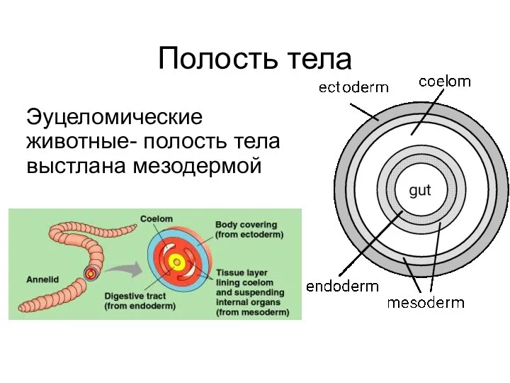 Полость тела Эуцеломические животные- полость тела выстлана мезодермой