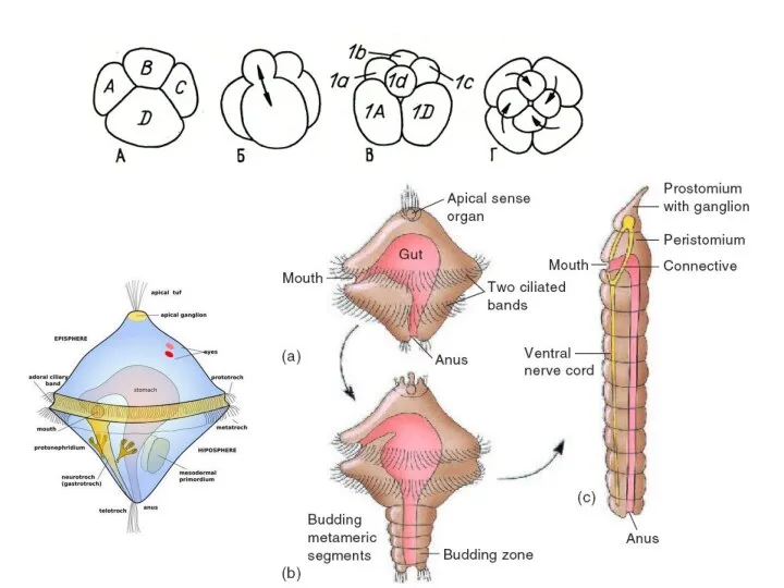 a- трохофора, b- метатрохофора, c- молодой червь