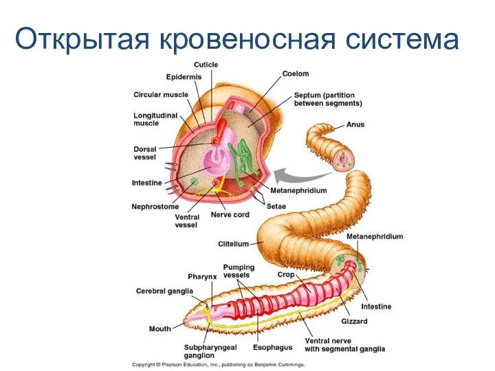 Открытая кровеносная система