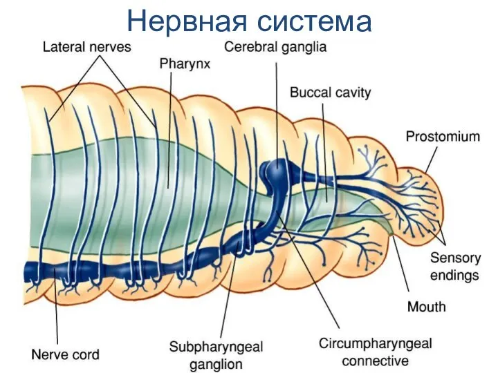 Нервная система