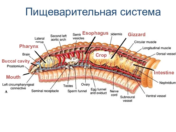 Пищеварительная система Intestine Crop Gizzard Pharynx Buccal cavity Mouth Esophagus