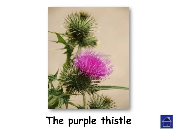 The purple thistle