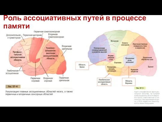 Роль ассоциативных путей в процессе памяти