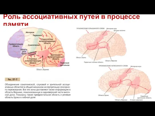 Роль ассоциативных путей в процессе памяти