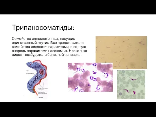 Трипаносоматиды: Семейство одноклеточных, несущих единственный жгутик. Все представители семейства являются паразитами,