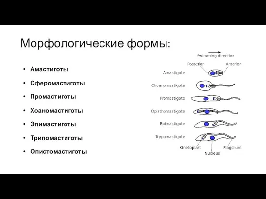 Морфологические формы: Амастиготы Сферомастиготы Промастиготы Хоаномастиготы Эпимастиготы Трипомастиготы Опистомастиготы