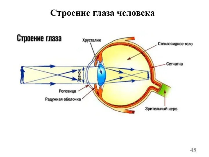 Строение глаза человека