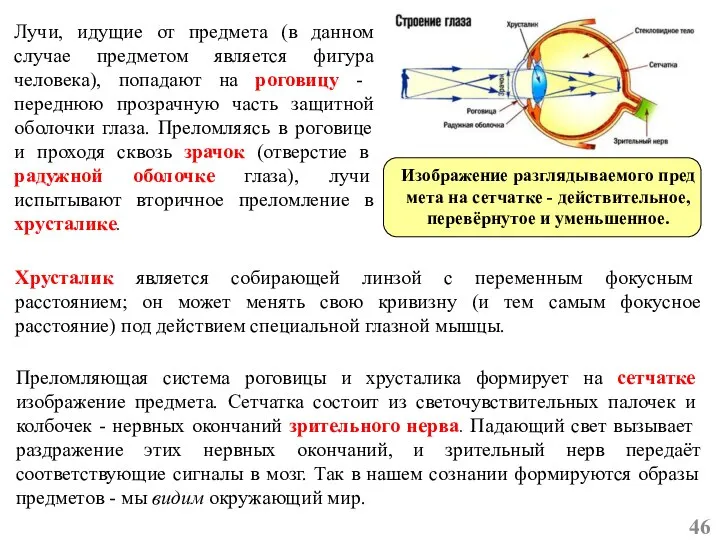 Лучи, идущие от предмета (в данном случае предметом является фигура человека),