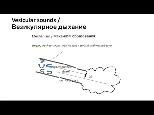 Vesicular sounds / Везикулярное дыхание Mechanism / Механизм образования: Larynx, trachea–