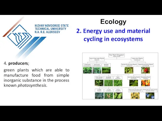 4. producers; green plants which are able to manufacture food from