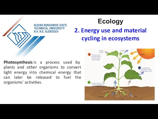 Photosynthesis is a process used by plants and other organisms to