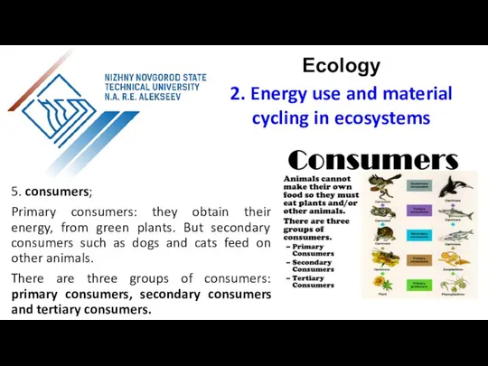 5. consumers; Primary consumers: they obtain their energy, from green plants.