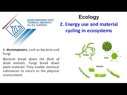 6. decomposers, such as bacteria and fungi. Bacteria break down the