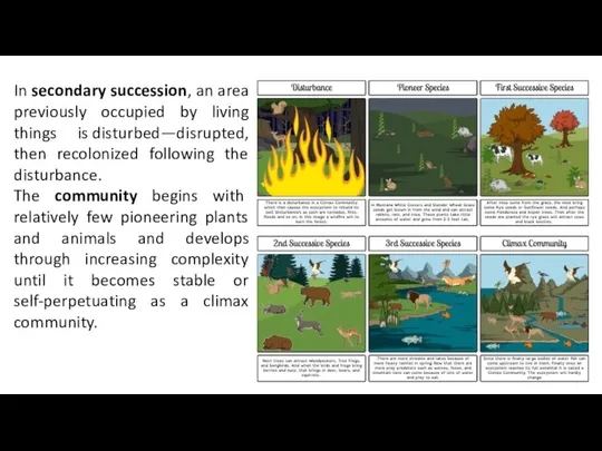 In secondary succession, an area previously occupied by living things is