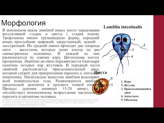 Морфология В жизненном цикле лямблий имеет место чередование вегетативной стадии и