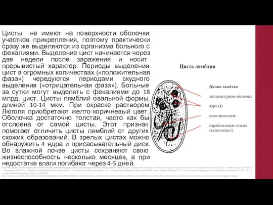 Цисты не имеют на поверхности оболочки участков прикрепления, поэтому практически сразу