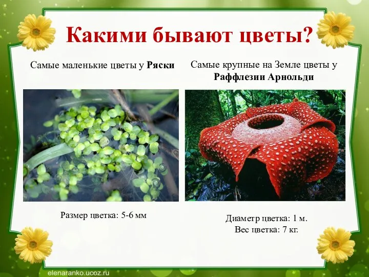 Какими бывают цветы? Самые маленькие цветы у Ряски Размер цветка: 5-6