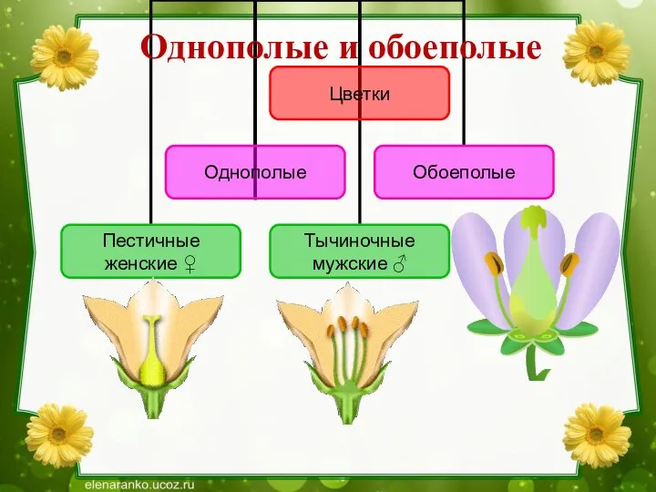 Однополые и обоеполые