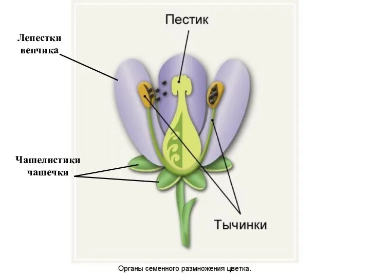 Лепестки венчика Чашелистики чашечки