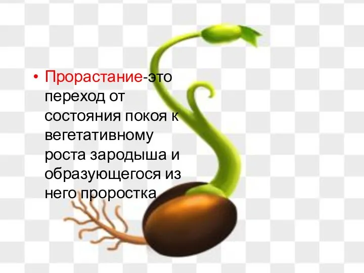 Прорастание-это переход от состояния покоя к вегетативному роста зародыша и образующегося из него проростка