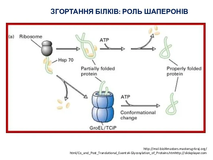 ЗГОРТАННЯ БІЛКІВ: РОЛЬ ШАПЕРОНІВ http://mol-biol4masters.masters.grkraj.org/ html/Co_and_Post_Translational_Events4-Glycosylation_of_Proteins.htmhttp://slideplayer.com